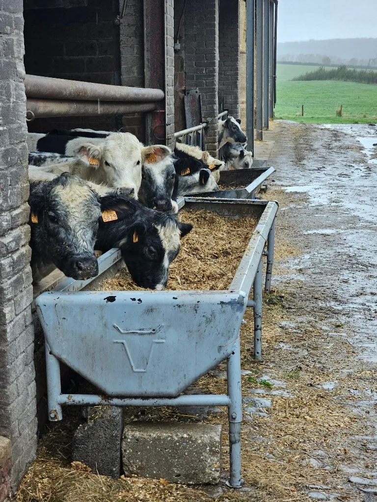Cattle feeding at trough
