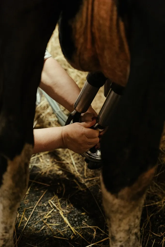 Cow milking machine