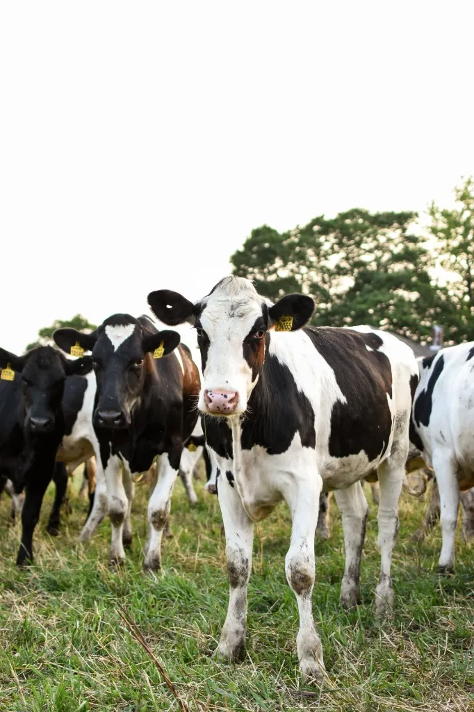 Pasture cows